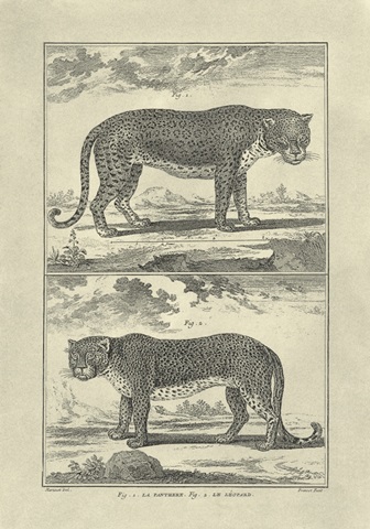 Panther and Leopard