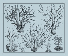 Aegean Coral on Blue I