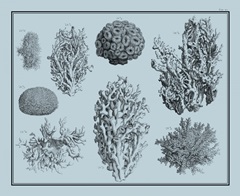 Aegean Coral on Blue II