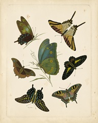 Antique Entomology I
