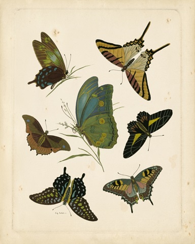 Antique Entomology I