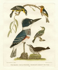 Antique Kingfisher I