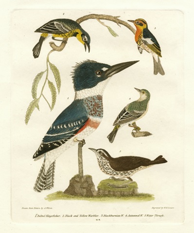 Antique Kingfisher I