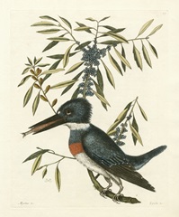 Antique Kingfisher II