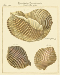 Antique Martini Shells I