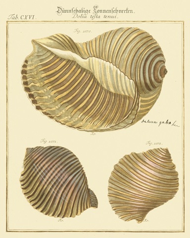 Antique Martini Shells I