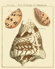 Antique Martini Shells II