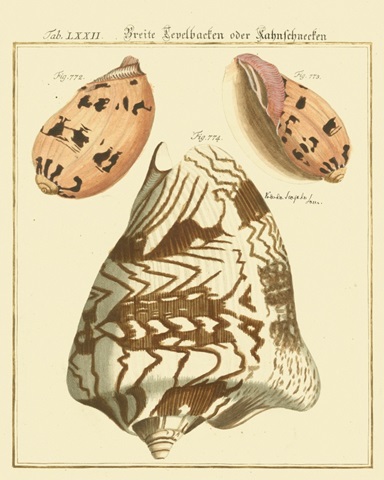 Antique Martini Shells II