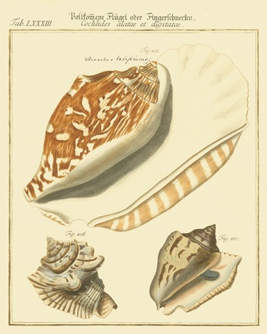 Antique Martini Shells III