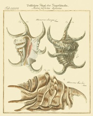 Antique Martini Shells IV