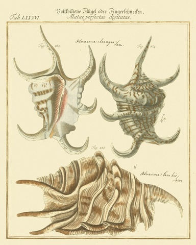 Antique Martini Shells IV