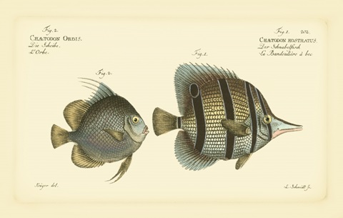 Bloch Antique Fish III