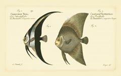 Bloch Antique Fish IV
