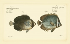 Bloch Antique Fish V