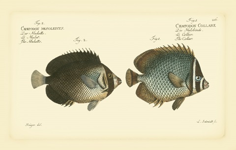 Bloch Antique Fish V