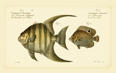 Bloch Antique Fish VI