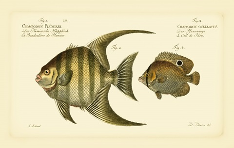 Bloch Antique Fish VI