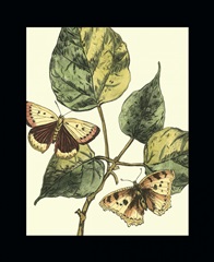 Butterflies and Leaves II