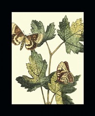 Butterflies and Leaves IV