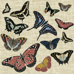 Butterflies and Linen I