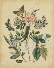 Butterfly Stages I