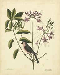 Catesby Bird and Botanical I