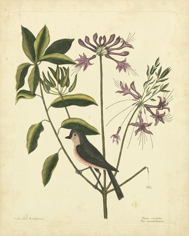 Catesby Bird and Botanical I