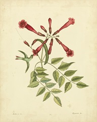 Catesby Bird and Botanical VI