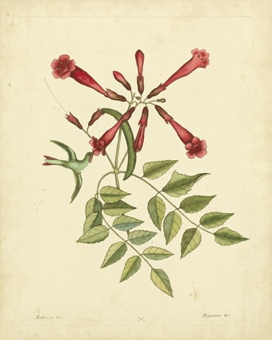 Catesby Bird and Botanical VI