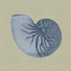 Chambray Shells II
