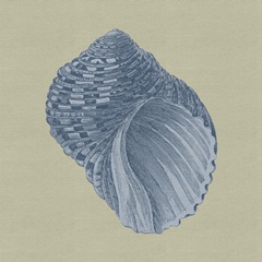 Chambray Shells III