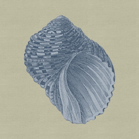 Chambray Shells III