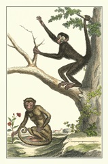 Coaita and Sajou Monkeys