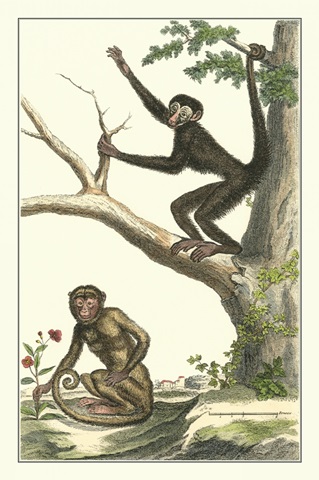 Coaita and Sajou Monkeys
