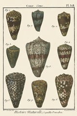Cone Shell pl. 318
