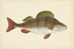 Donovan Antique Fish I