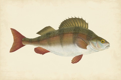 Donovan Antique Fish I