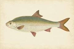 Donovan Antique Fish II