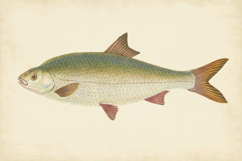 Donovan Antique Fish II