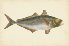 Donovan Antique Fish III
