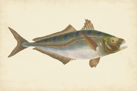 Donovan Antique Fish III