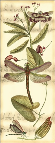 Dragonfly Gathering II