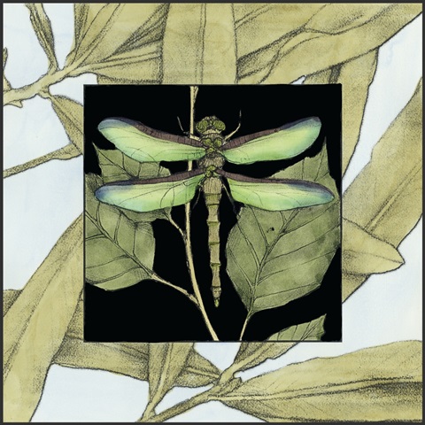 Dragonfly Inset II
