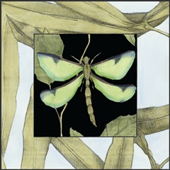 Dragonfly Inset IV