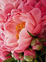 Coral Peonies I