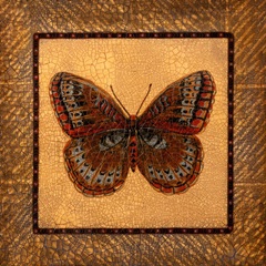 Crackled Butterfly - Fritillary