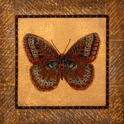 Crackled Butterfly - Fritillary