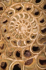 Ammonite I