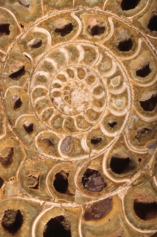 Ammonite I
