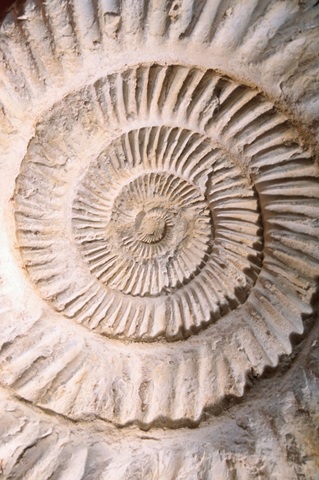 Ammonite II